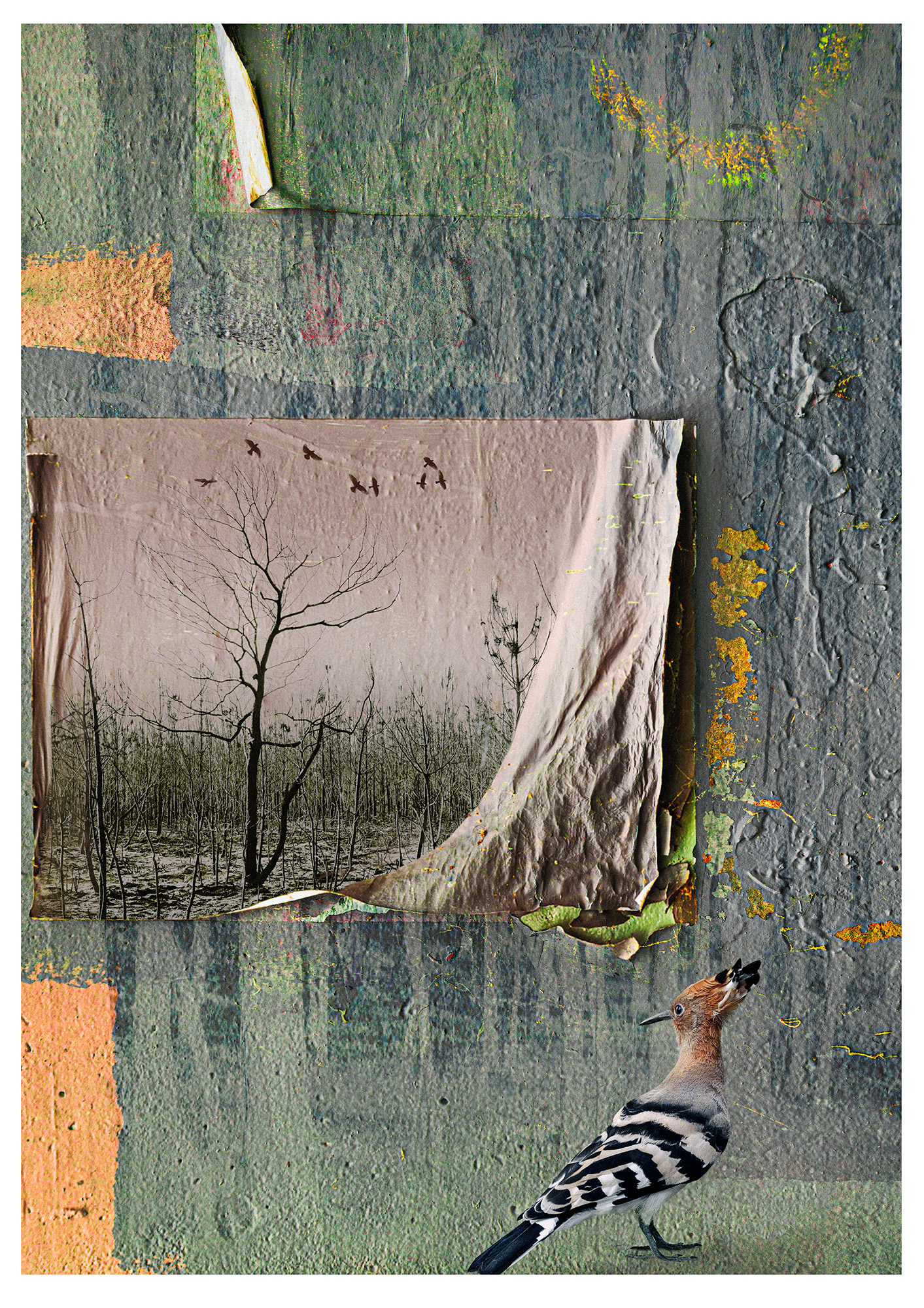 Composite photograph of textured wall bottom of image is a Hoopoe Bird looking up at a burnt woodland scene superimposed on a peelimg piece of paper. Where the paper has lifted it resembles a tree trunk