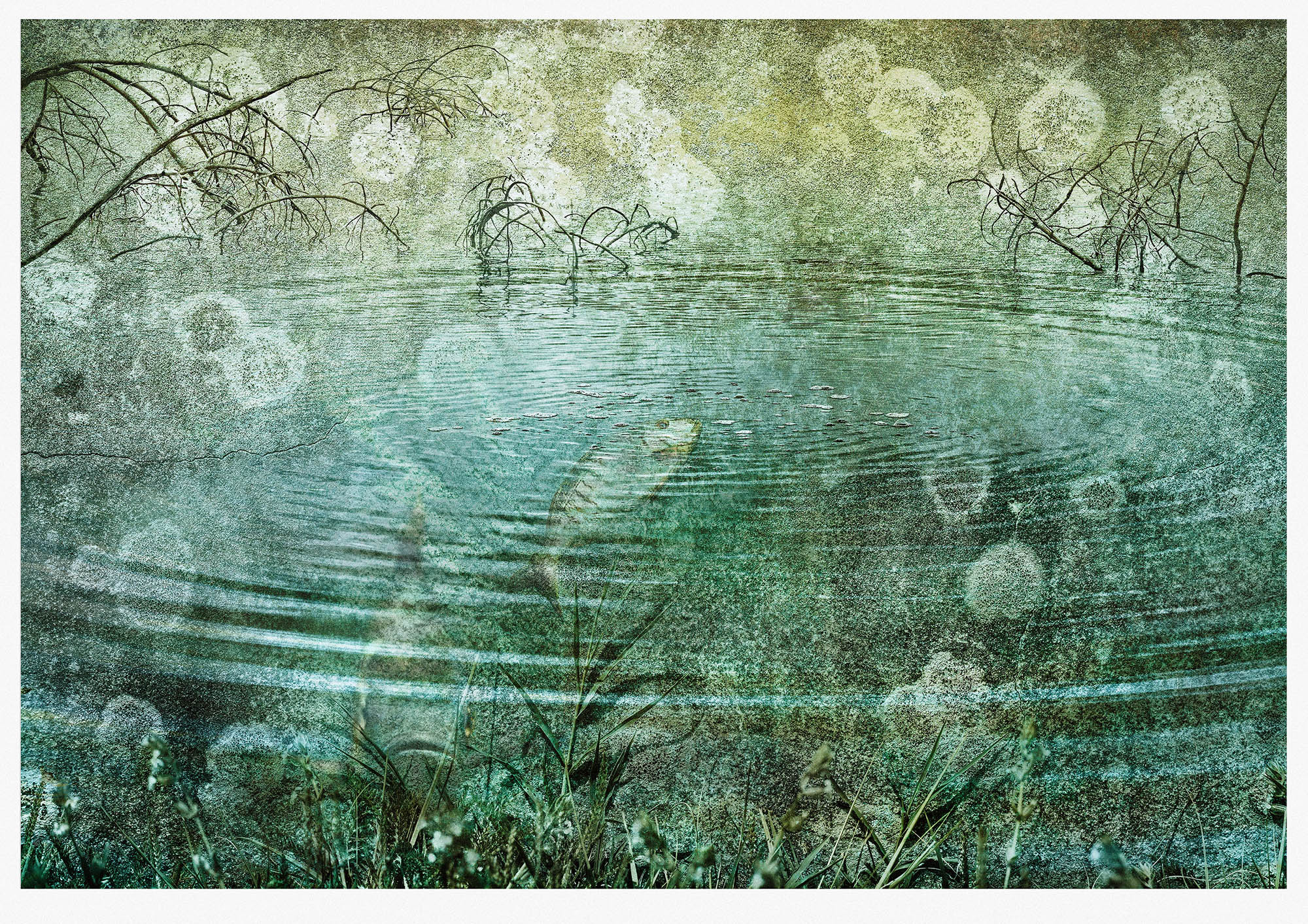 Monotoned misty pond scene with fish surfacing constructed from lichen stained wall and actual pond photographs 